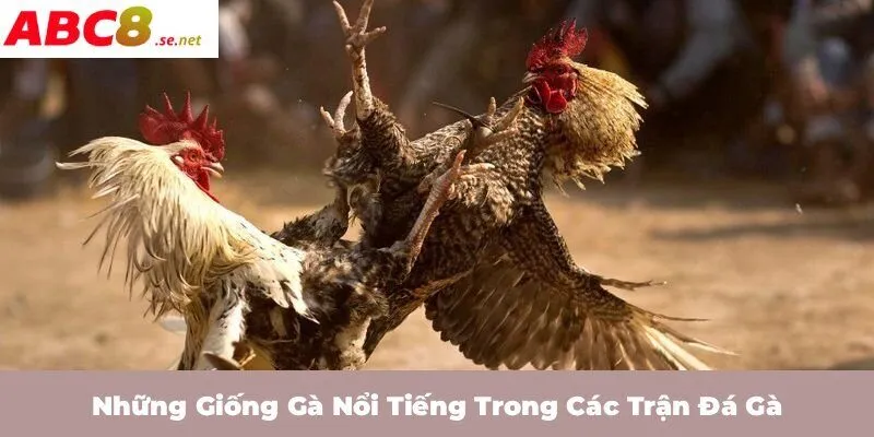 Những giống gà nổi tiếng trong các trận đá gà