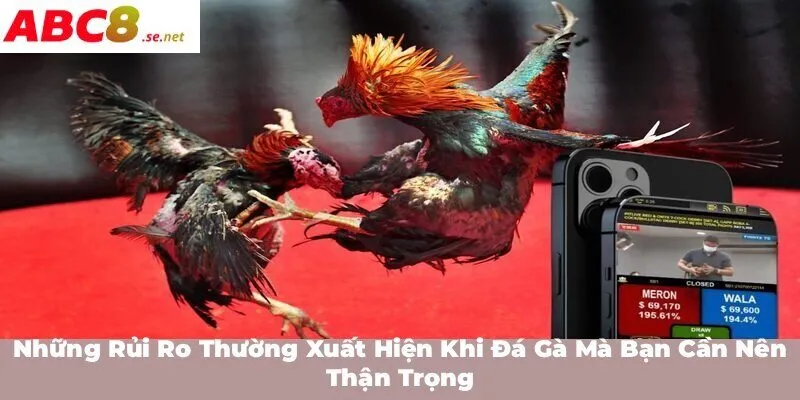 Những rủi ro thường xuất hiện khi đá gà mà bạn cần nên thận trọng
